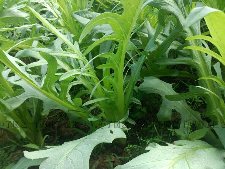 四季脆香花开芽甜麦菜种子苦荬菜苦麦菜种子苦麦菜高产甜唛菜脆香丫丫