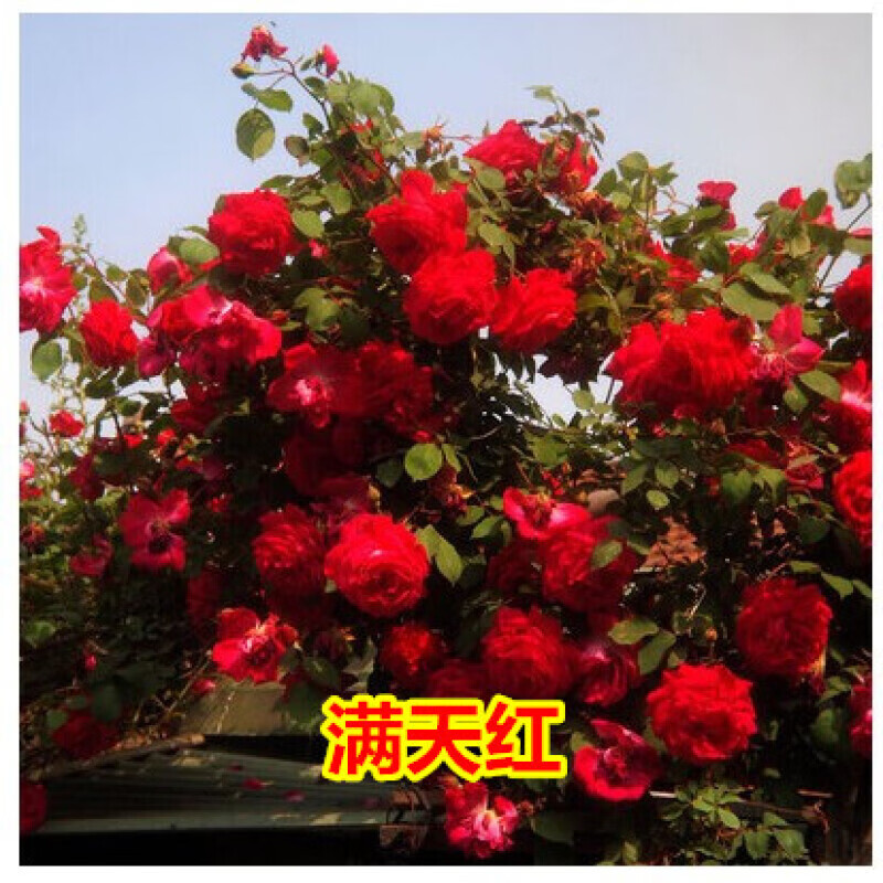 带刺蔷薇花苗爬藤月季玫瑰爬墙庭院花卉盆栽四季开花植物带刺巴黎约会
