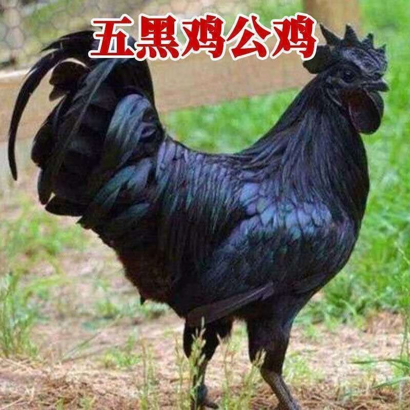 【京选推荐】小鸡苗批发五黑鸡红毛大公鸡芦花鸡九斤红土鸡全母蛋鸡仔