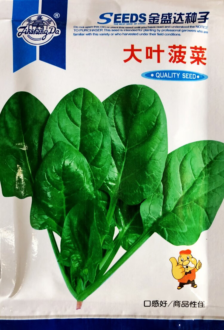 冬季播种红菠菜种子 耐寒有机菠菜籽种大叶尖叶小叶菠菜 四季种植