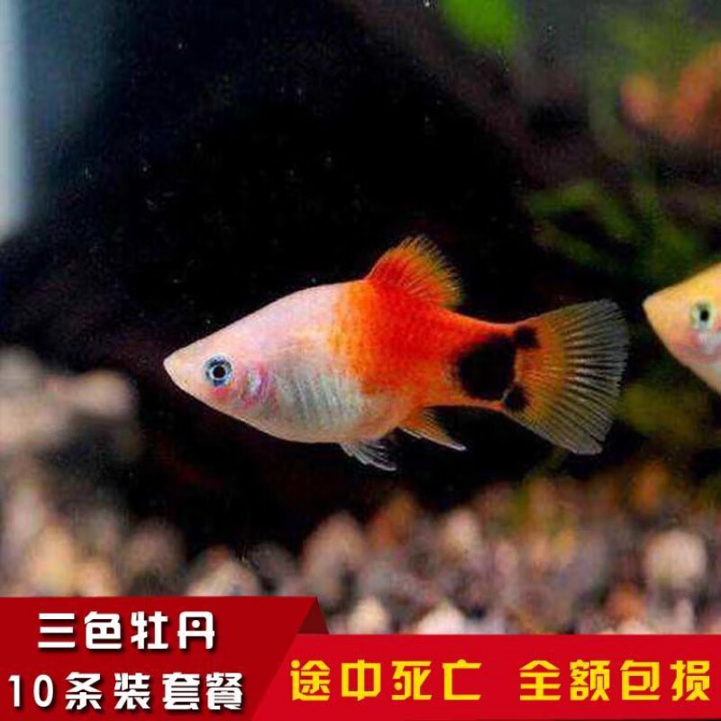 【京选推荐】胎生鱼活观赏鱼黑玛丽鱼皮球玛丽鱼月光鱼热带鱼宠物鱼