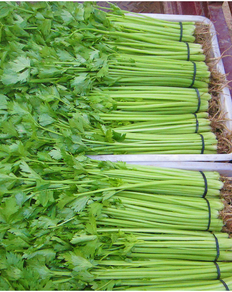 章丘鲍芹芹菜种籽香芹菜实心籽种四季春季农家庭院菜种蔬菜种子孑翠竹