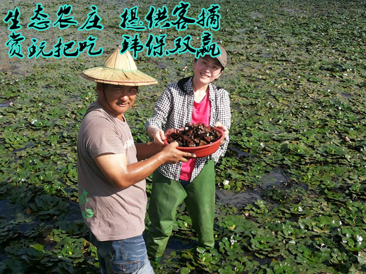 种子牛角四角水生植物蔬菜四季高产池塘红菱角种子苗两角红菱种1斤装