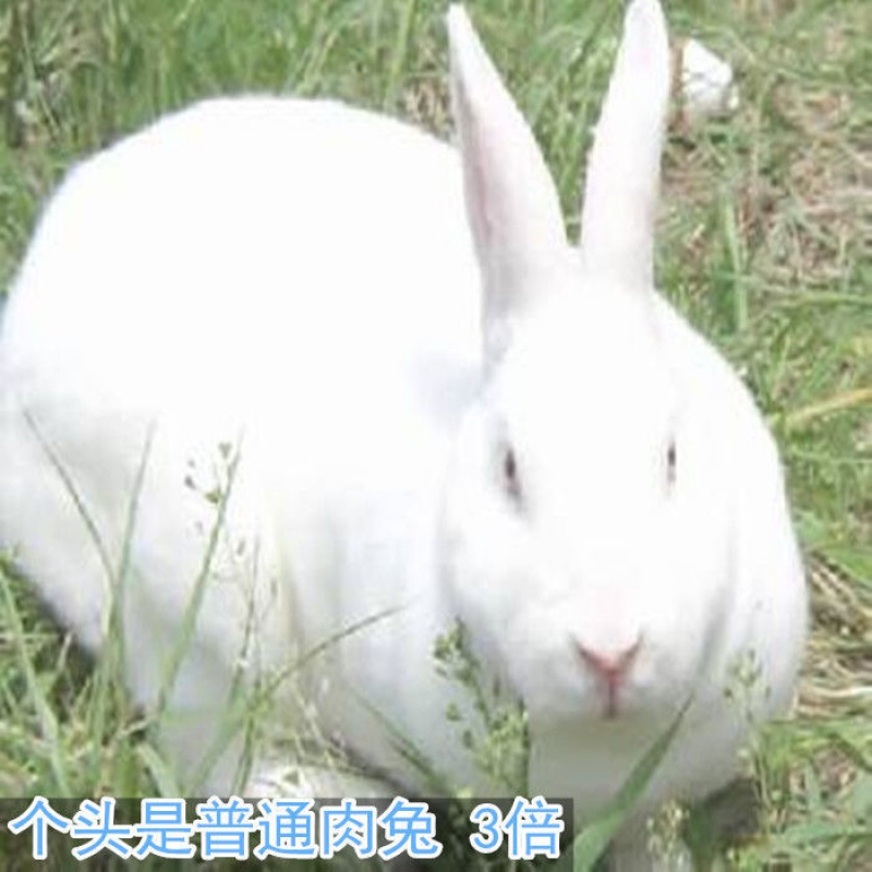 京选推荐新品巨兔喜马拉雅巨兔大型肉兔活家养兔子巨兔苗可长50斤可