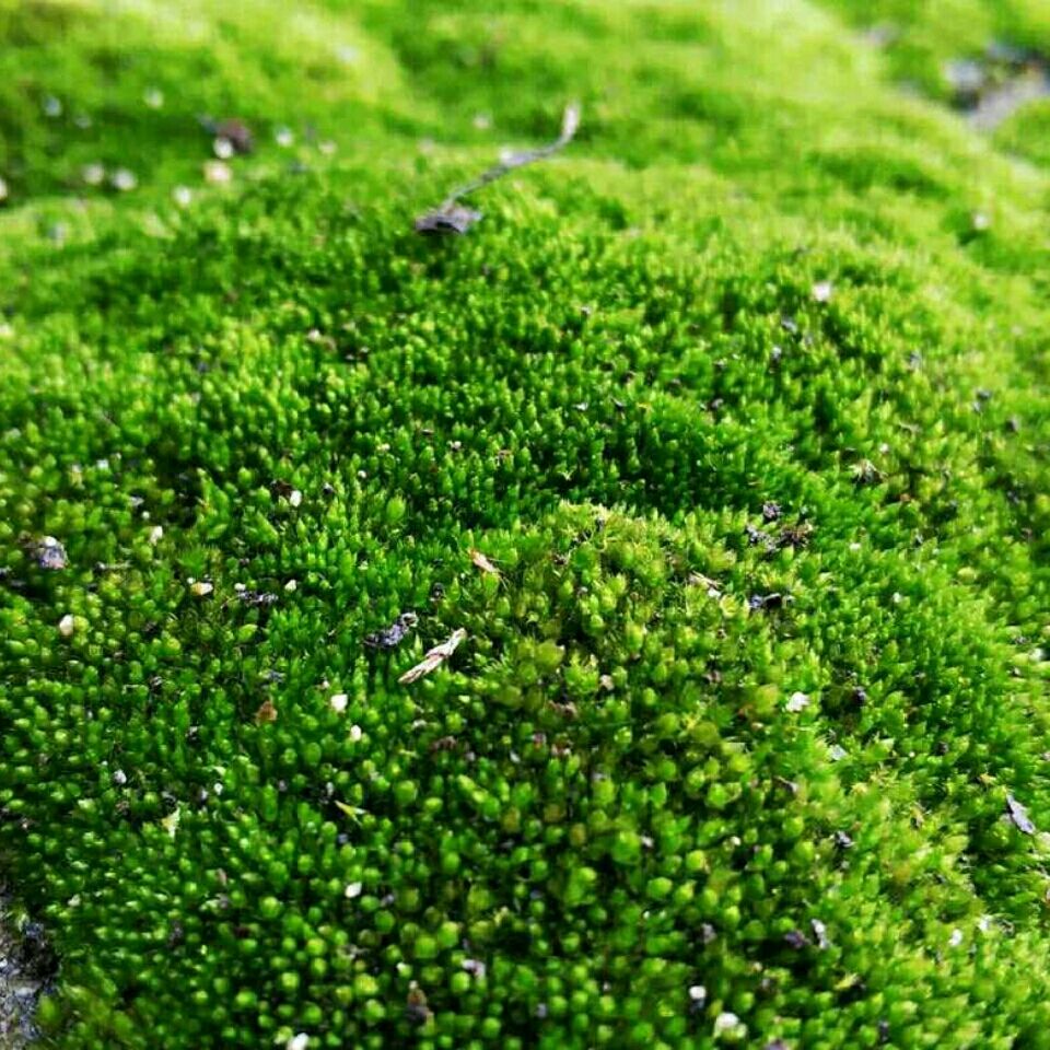 现货直发朵朵藓白发藓短绒藓苔藓批发鲜活苔藓青苔花卉盆栽铺面微景观