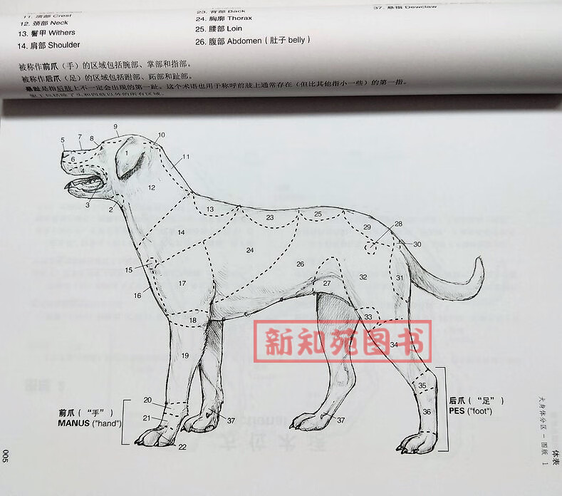 全新正版犬解剖填色图谱 robert a.