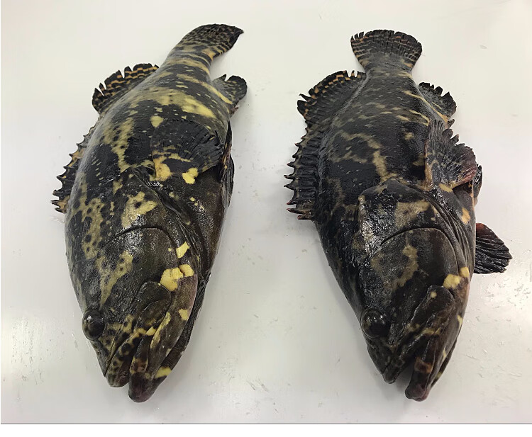虎斑鱼鲜活龙胆石斑鱼海鱼新鲜青岛海鲜水产2斤左右条