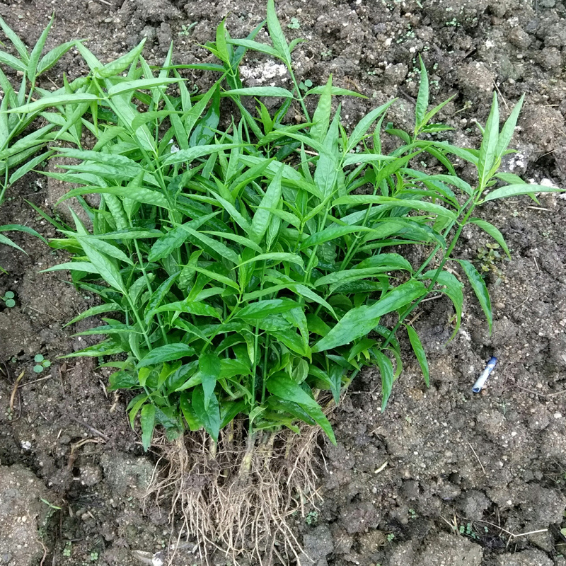 花姬忧遁草苗黎王草苗正优顿草苗优盾草优遁草鳄嘴花40厘米左右3棵