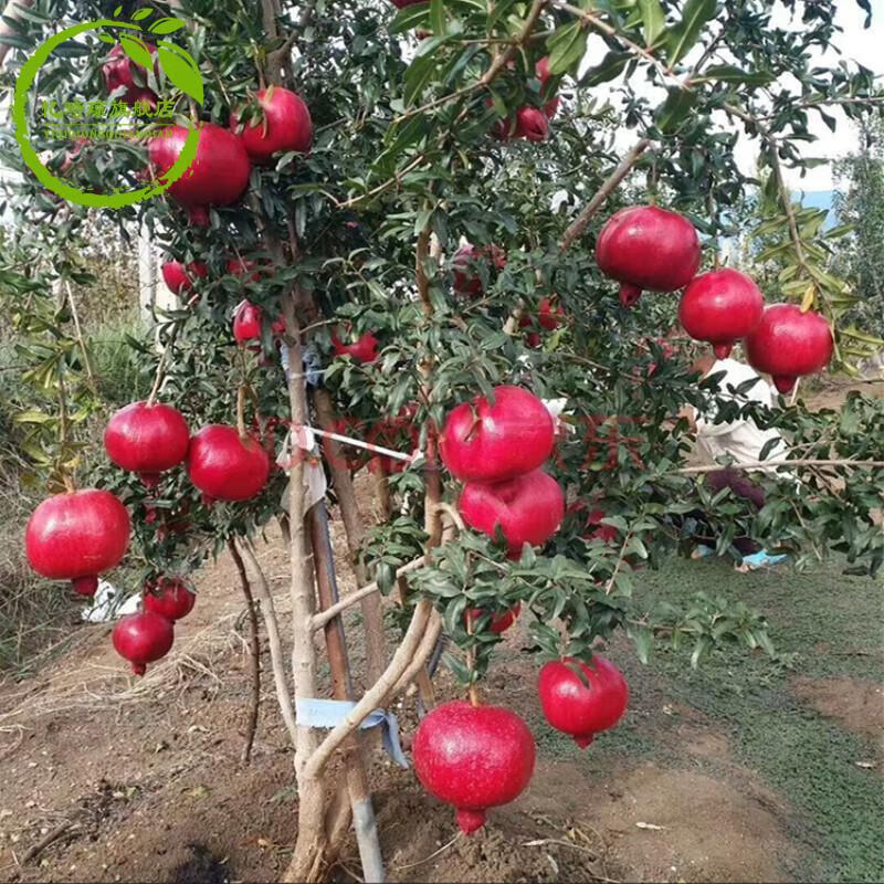 软籽特大石榴苗南方北方种植地栽盆栽庭院果树苗当年结果 白石榴 2年