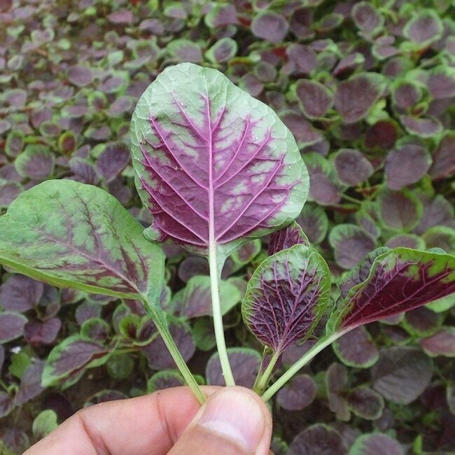 苋菜种籽春秋季红苋菜种孑野菜阳台盆栽田园农家四季蔬菜种子红苋菜约