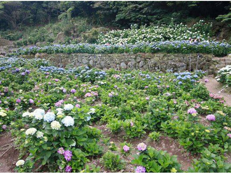 四季绣球花苗无尽夏盆栽带花八仙花室内花卉观花植物带花发货 魅力 20