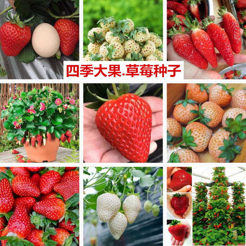 【现货现发】四季奶油草莓种子新品特大白草莓种籽爬藤草莓阳台盆栽