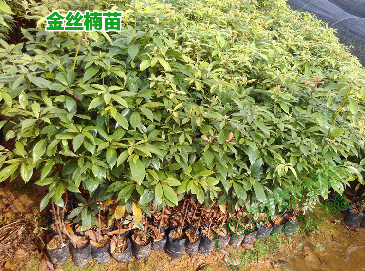 花姬沉香树苗名贵海南小苗金丝楠木树苗珍贵木材格木苗格木7080高2棵