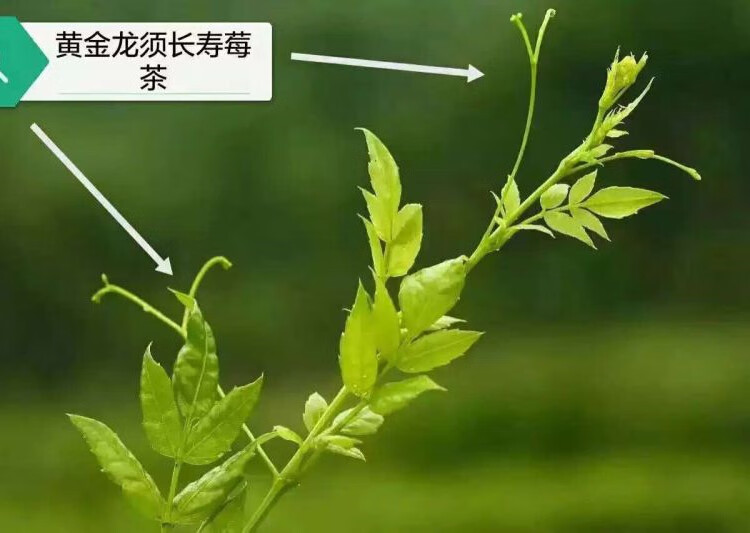 伟博莓茶 张家界非野生莓茶芽尖霉茶 长寿藤茶嫩芽莓茶