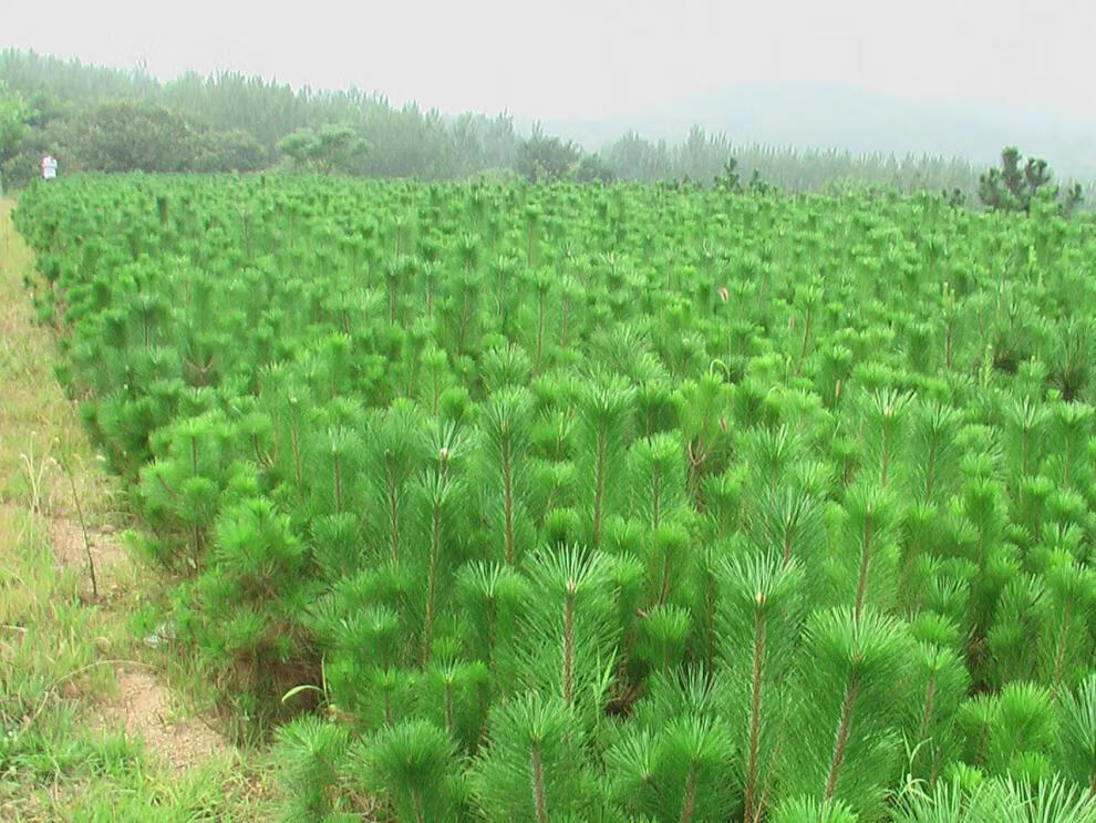 幽情谷 新采松树种子 黑松种子 马尾松 油松 湿地松 白皮松 五针松籽