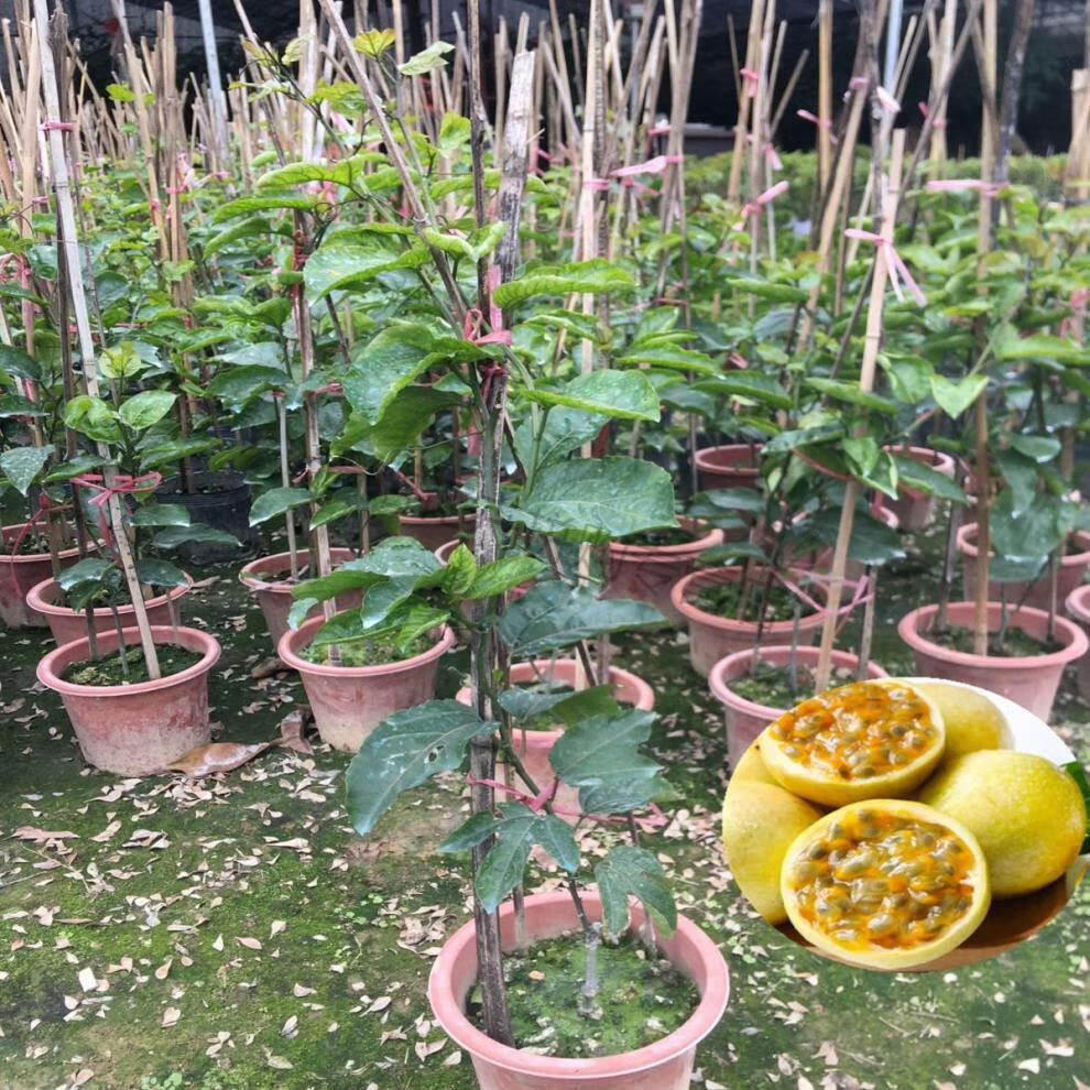 东皓n广东果苗百香果苗爬藤盆栽鸡蛋果苗满天星黄金百