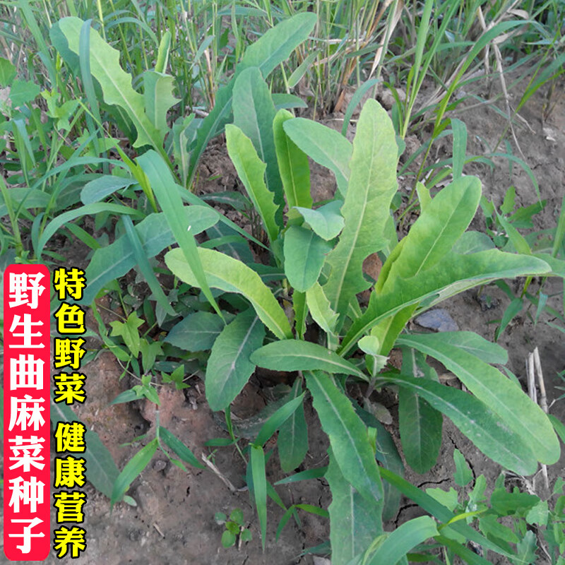 野生曲麻菜种子东北曲曲菜种籽苦菜青菜种籽春夏秋四季播蔬菜种子原装