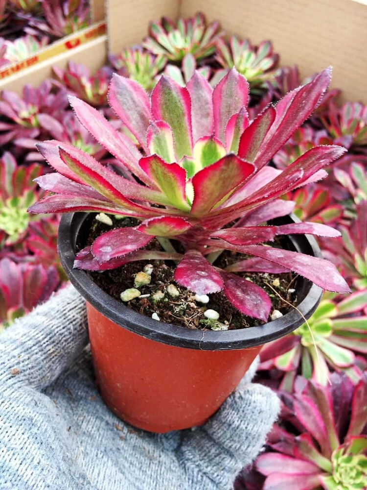 多肉植物法师红覆轮四季盆栽绿植办公室阳台组合盆栽植物花卉绿茶法师