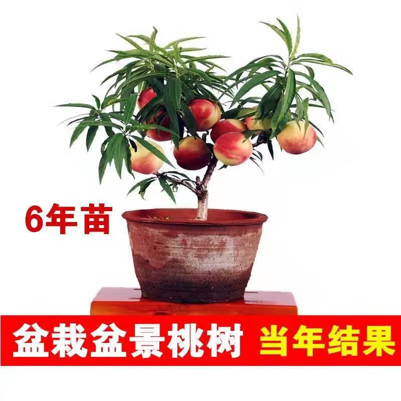 乐子君盆栽矮化桃树苗当年结果中华寿桃水蜜桃南方北方种植抗寒耐高温