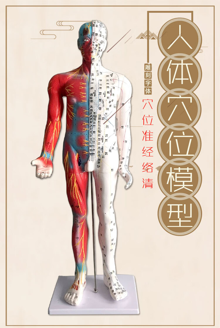 康冀堂高清中医针灸穴位人体模型经络图人体穴位模型人全身小人按摩
