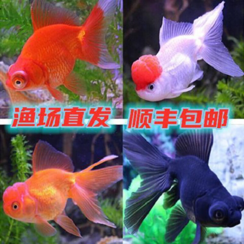 京选推荐观赏鱼红草鱼金鱼活锦鲤淡水鱼锦鲤冷水鱼发财风水鱼玉兔兰寿