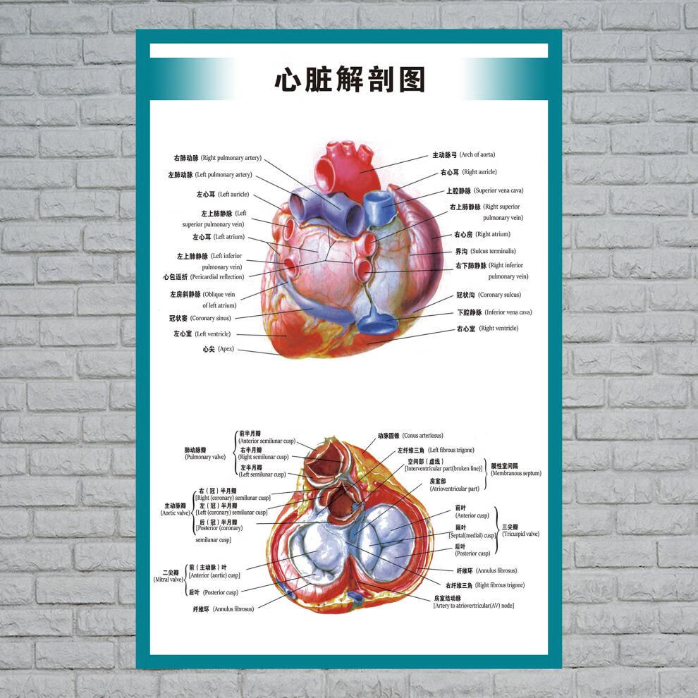 人体内脏解剖示意图医学宣传挂图人体器官心脏结构图医院海报全身器官