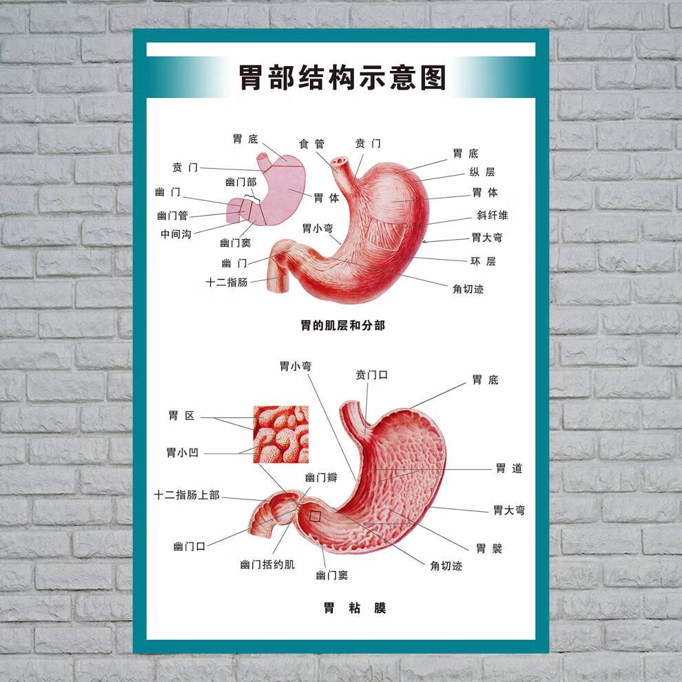 人体解剖结构示意图人体内脏解剖示意图医学宣传挂图人体器官心脏结构