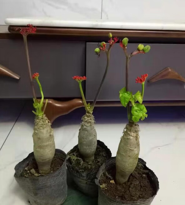 佛肚海棠 佛肚海棠盆栽植物大肚海棠花苗庭院阳台绿植盆景z5 肚子直径