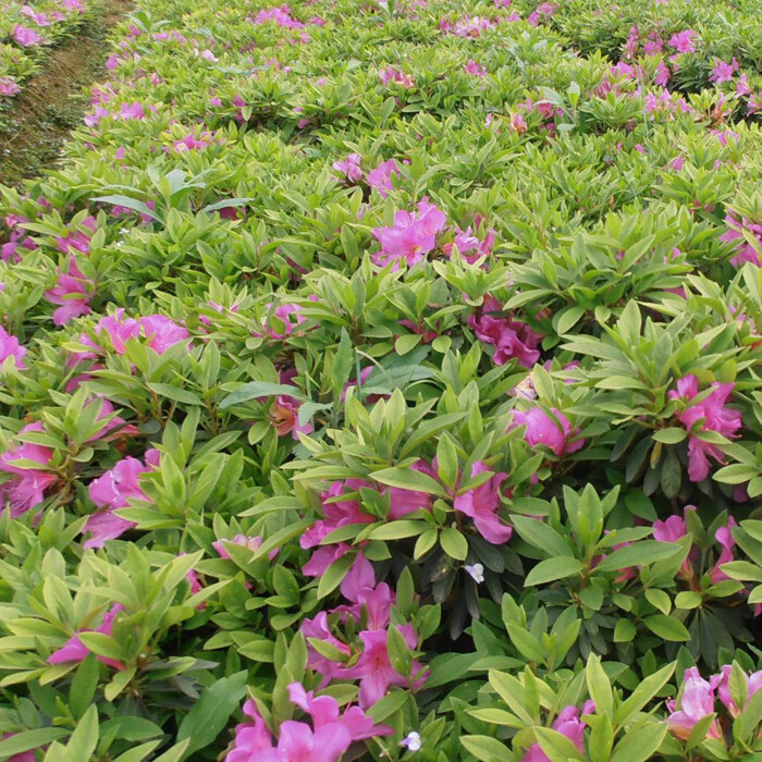 毛娟小苗映山红树苗庭院绿化植物杜鹃苗夏娟紫鹃工程苗木开花四季20