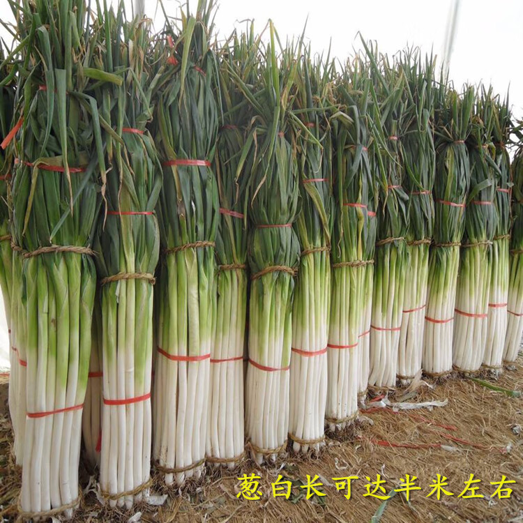 中华巨葱王大葱种子大香葱铁杆型耐热抗寒章丘春季秋冬季铁杆四季