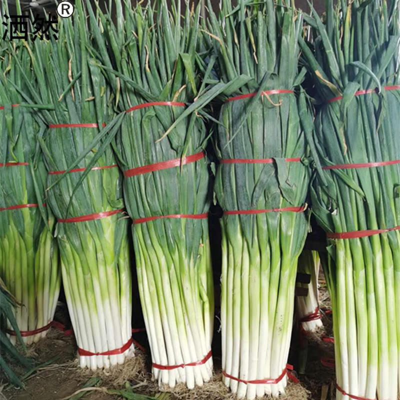 章丘大葱 山东特产脆甜章丘大葱香高葱5斤礼盒农家自产自销顺丰!