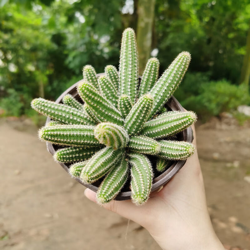 室内仙人指盆栽 白檀毛毛虫 多肉植物 会开花的仙人掌桌面 象鼻 梅花