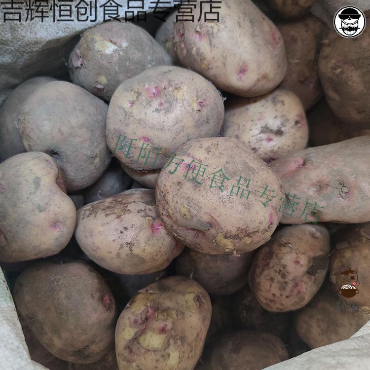 东川三宝开花洋芋云南特产李子沟开花土豆马铃薯粉糯香103斤10斤开花