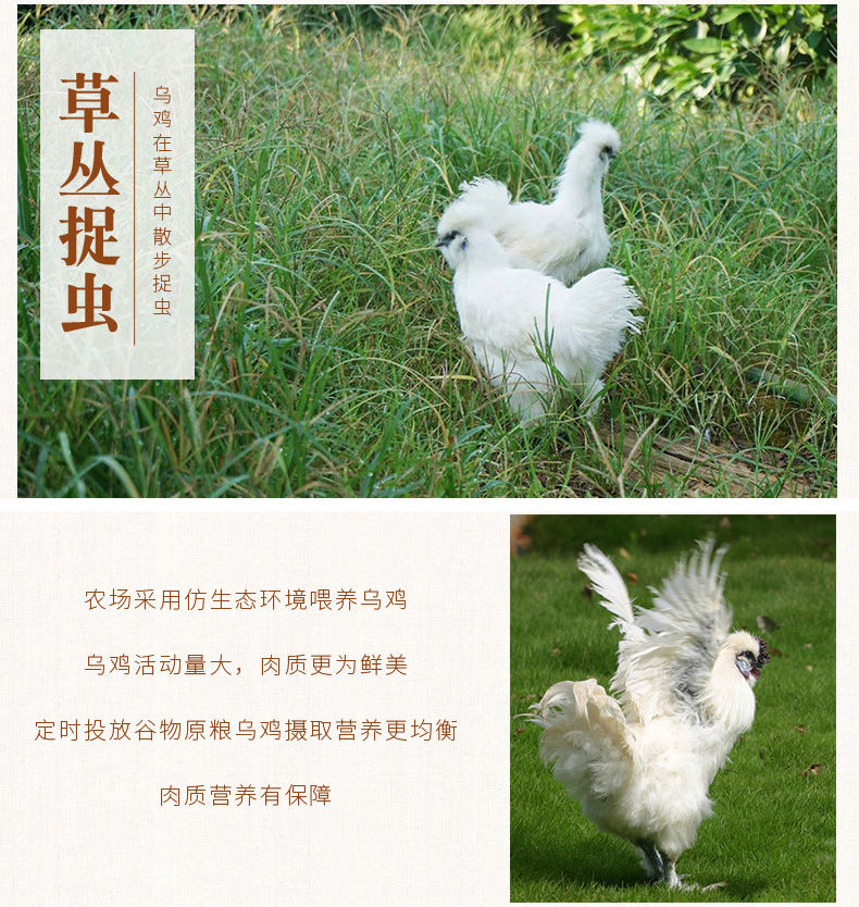 正宗乌鸡白凤乌鸡农家散养冷冻现杀整鸡土鸡乌骨鸡 3只装【单只700g