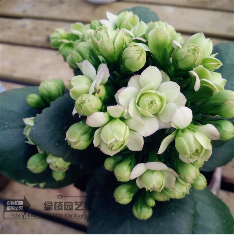 进口重瓣长寿花盆栽耐养型花卉绿巴黎花苗四季开花带花发2盆巴黎铂金