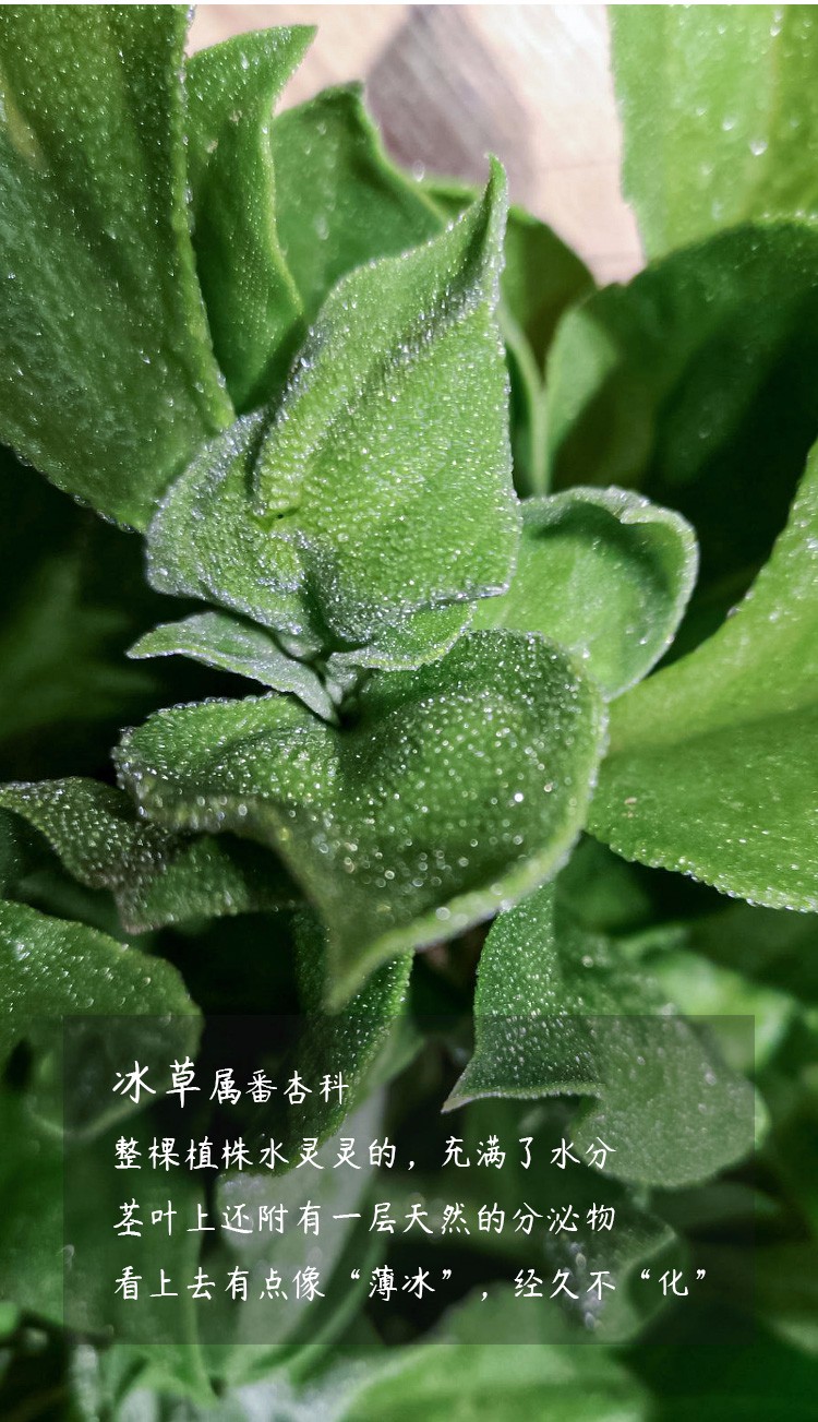 波思菊冰菜冰草种子冰晶水晶农家四季播蔬菜种孑易种菜籽阳台春夏季