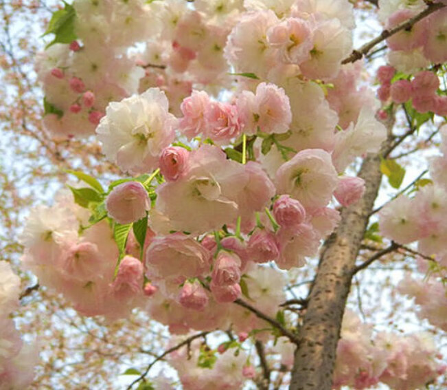 樱花苗早樱苗绿化樱花晚樱庭院盆栽地栽吉野樱花苗盆栽花卉松月2厘米