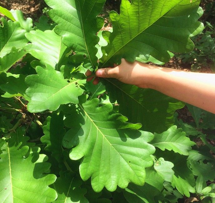 爵妃新鲜粽叶采摘粽子叶端午节用槲叶菠萝柞树叶玻璃