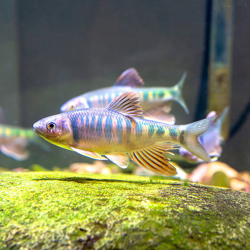 萌萌哒长鳍鱲原生鱼宽鳍鱲溪哥马口桃花鱼小型鱼溪流鱼群游冷水鱼活体