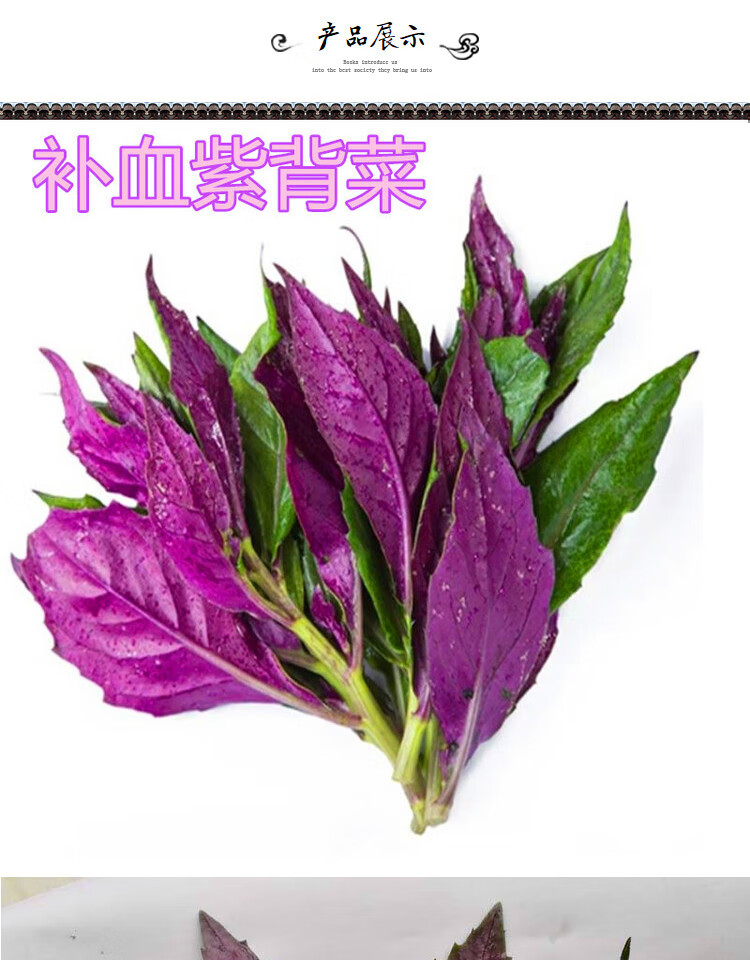 紫背菜种子观音菜血皮菜红背菜种子特色蔬菜种籽紫背菜盆栽套装