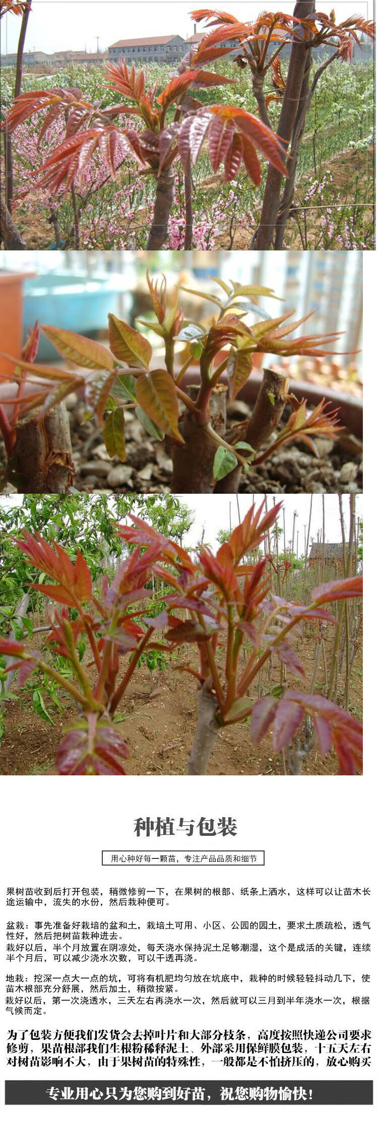 香春树种香椿树苖庭院花卉植物抗寒北方室外东耐园绿户红油香椿5年丰