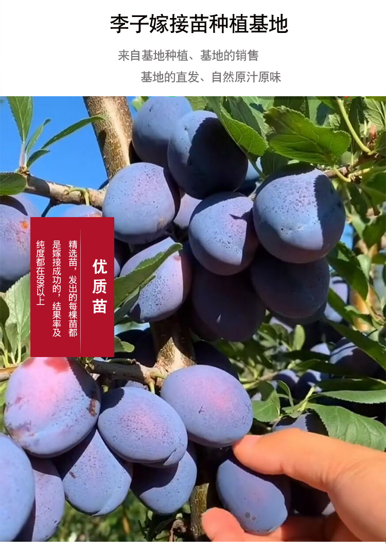 李子树苗特大恐龙蛋嫁接西梅李子苗蜂糖李青脆李南方北方种植果树 无