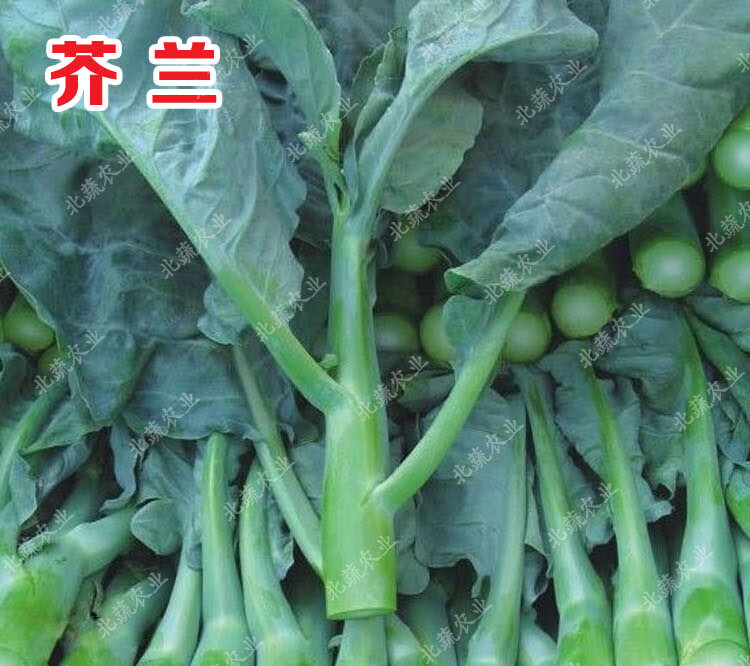 芥兰菜种籽芥蓝菜籽介兰菜种阳台盆栽菜园蔬菜种孑秋季菜籽春秋冬