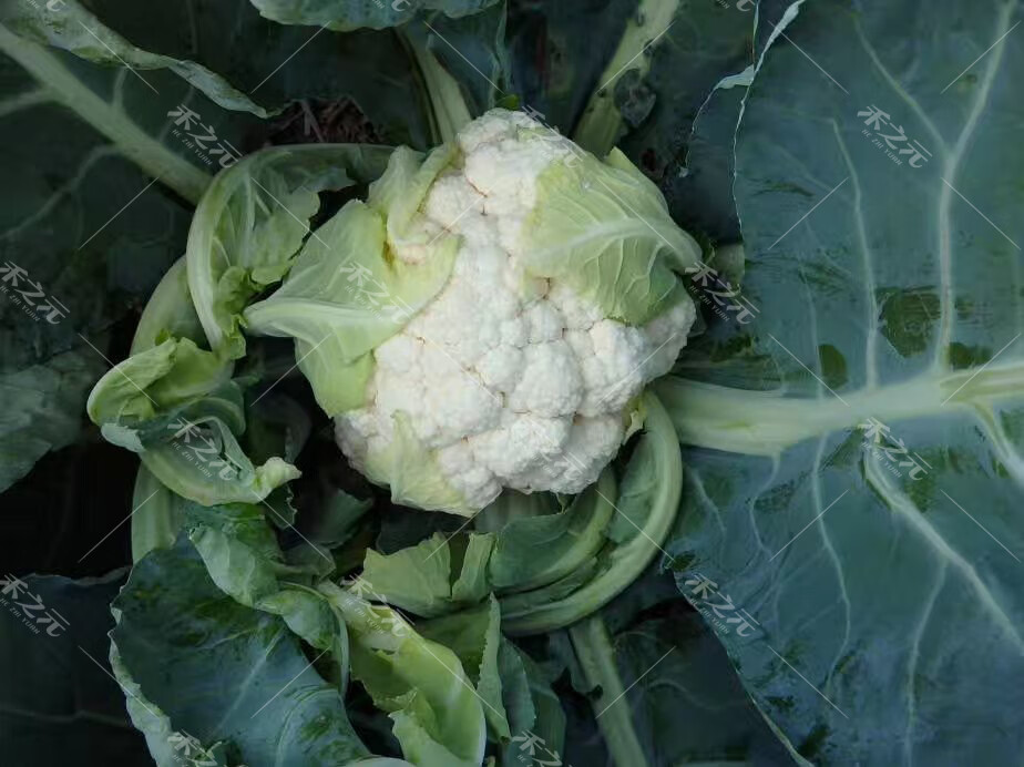 花姬花椰菜种子白菜花种籽白花菜华耐玉如意夏秋花椰菜种孑蔬菜禾之元