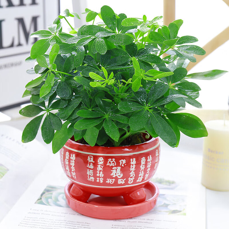 左漫源七叶莲水培盆栽树植物八方来财室内绿植花卉发财树水养2大一帆