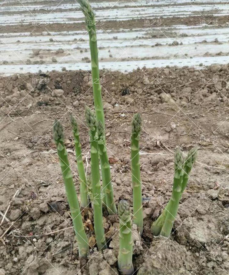 绿芦笋种子鹰牌白芦笋种籽苗根阳台盆栽紫四季种植孑