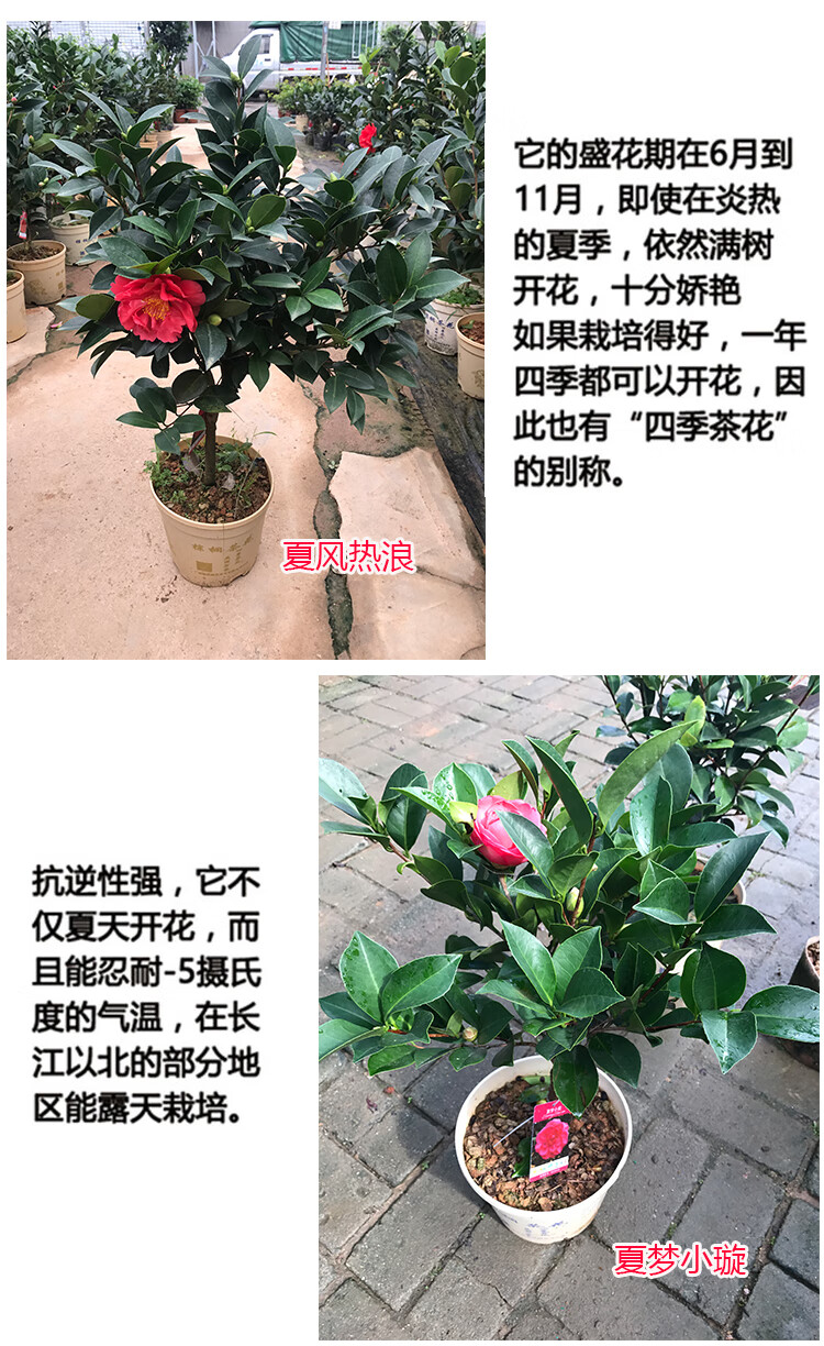 沭之美 四季茶花盆栽新品种重瓣型山茶花夏梦系列开花不断四季 怀金托