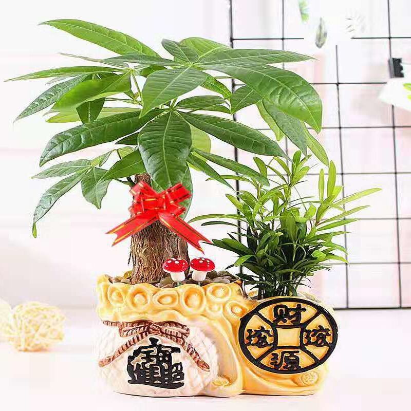 盆栽绿植花卉富贵竹荷花竹植物盆栽办公室内桌面植物笑纳四方发财树