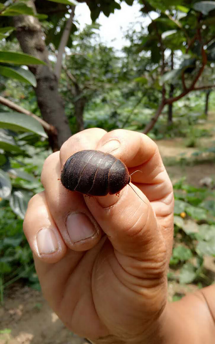 康中尊土元卵块地鳖虫土鳖虫卵鞘出虫率高新鲜土元卵种500克