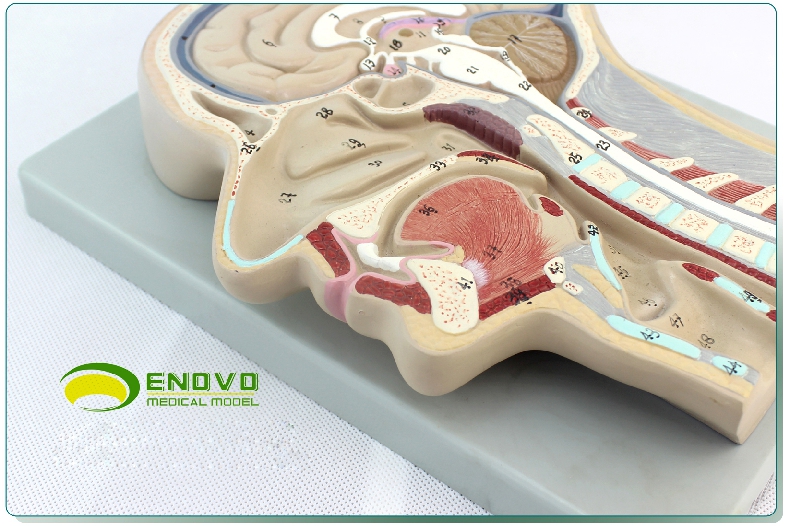 enovo颐诺人体医学头部矢状切面模型额状切大脑模型颅骨耳鼻喉头部